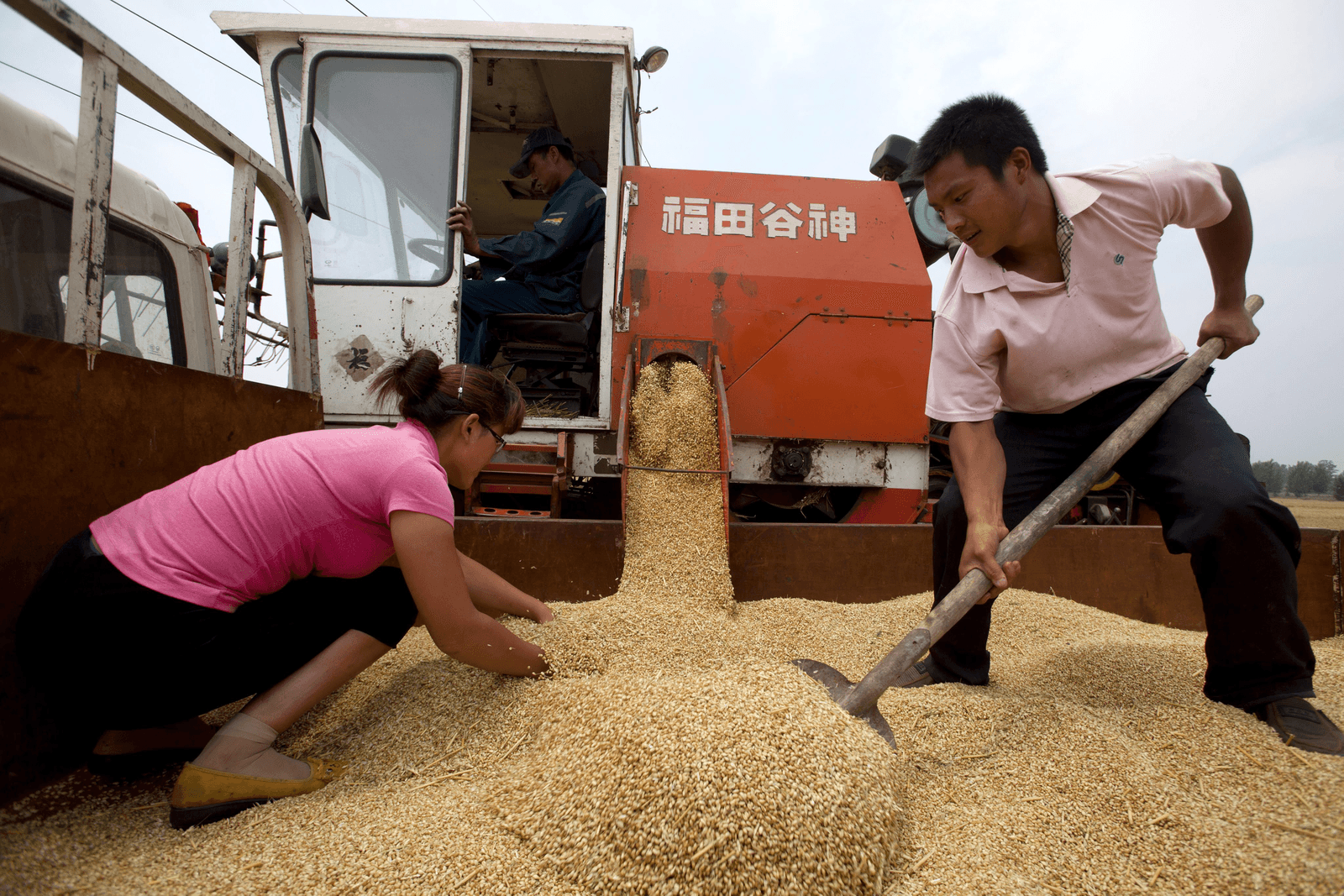 Graanoogst in China. Het land wil minder tarwe maar meer andere granen verbruiken. Foto: ANP