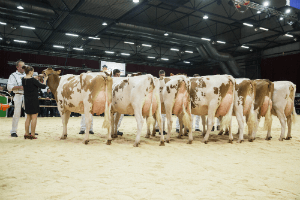 Imponerende roodbonten op HHH-show