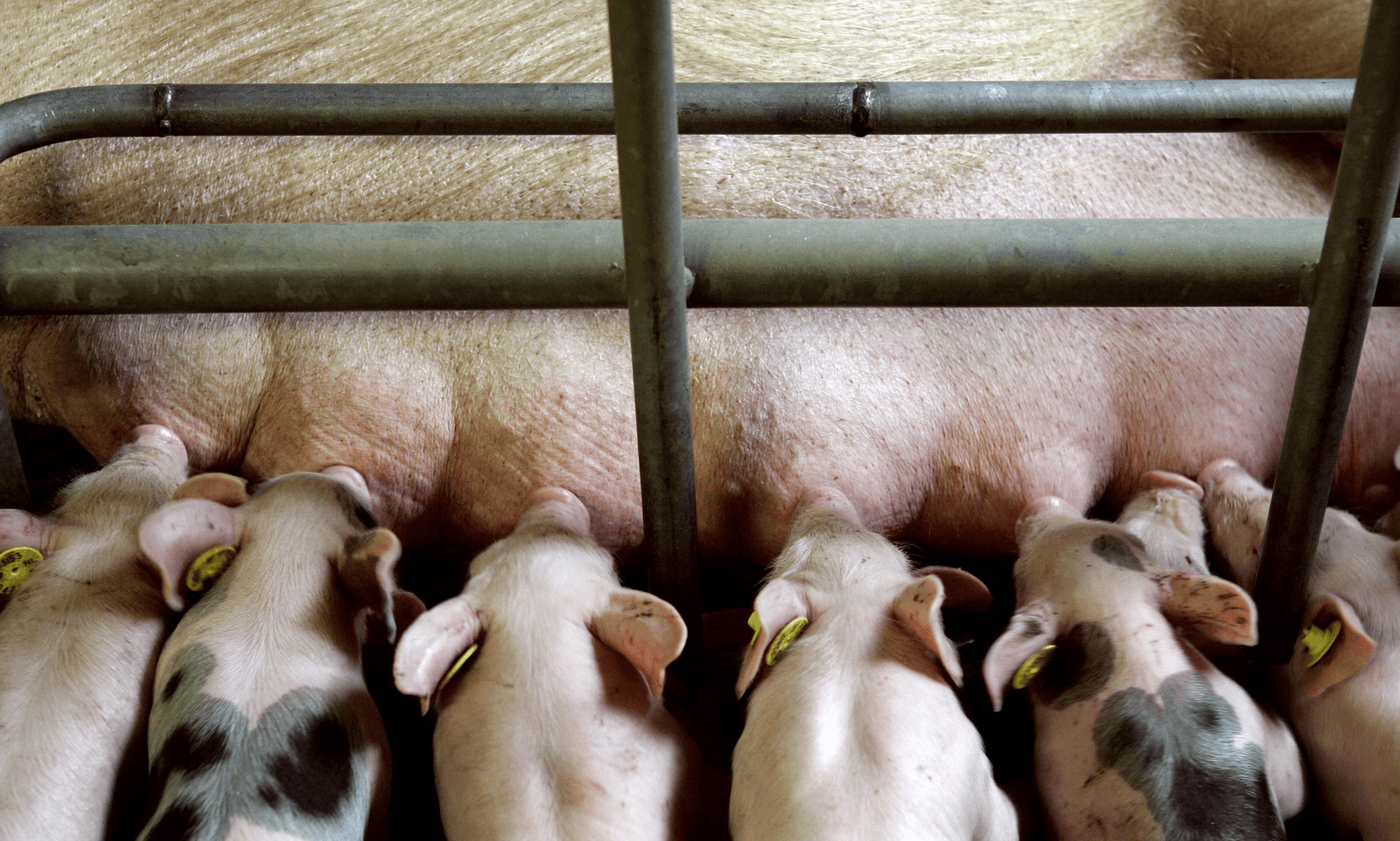 Vooral bij grote zeugenbedrijven die veel hebben geïnvesteerd, wordt de pijn gevoeld. Foto: ANP
