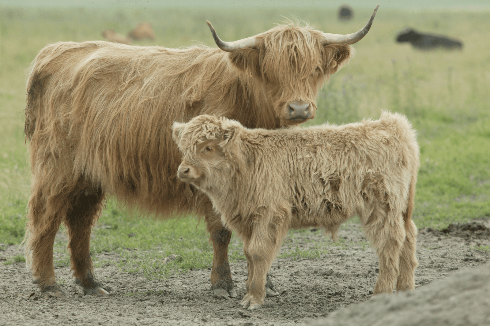 Foto: Henk Riswick