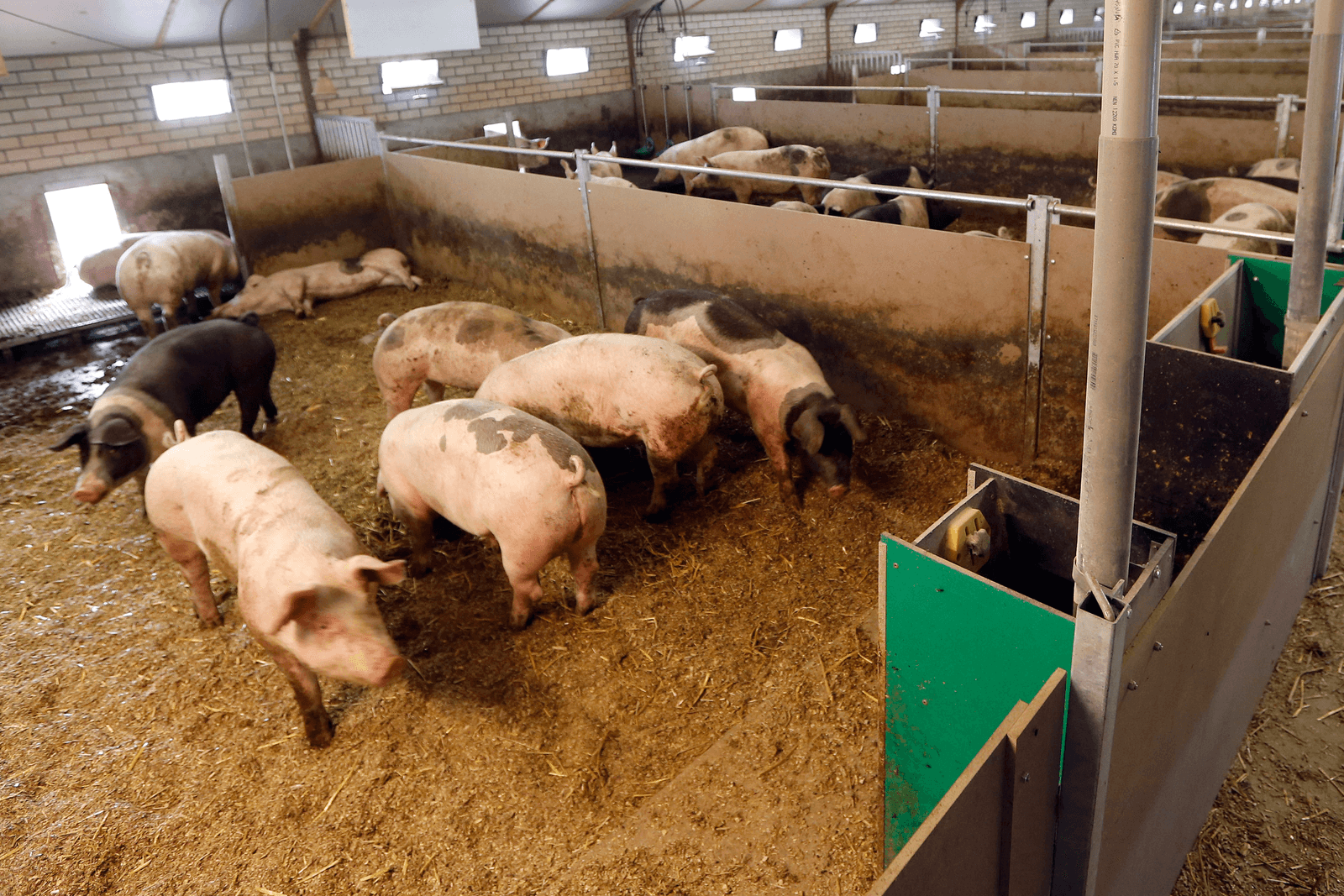 Varkens die volgens het Vair-concept worden gehouden. Brabant wil dat varkenshouders innovatiever gaan produceren. Foto: Bert Jansen