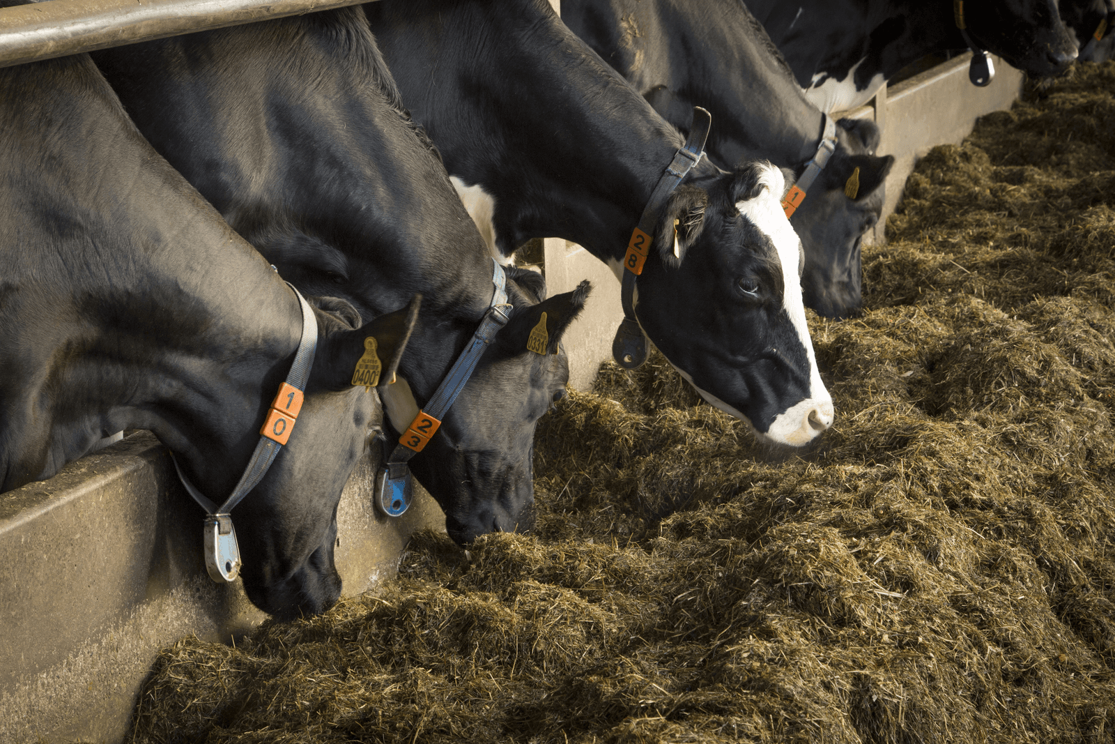 Foto: Koos Groenewold