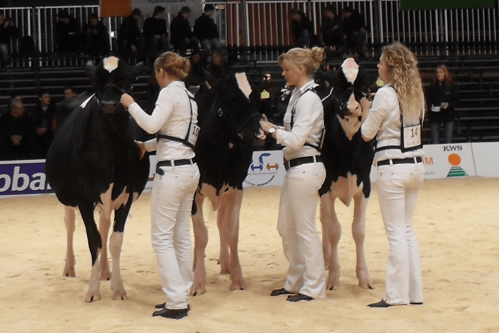 Rechts kampioene showmanship Janneke Altenburg. In het midden Britte Nooijens die twee reservetitels in de wacht sleepte. Foto: Wijnand Hogenkamp