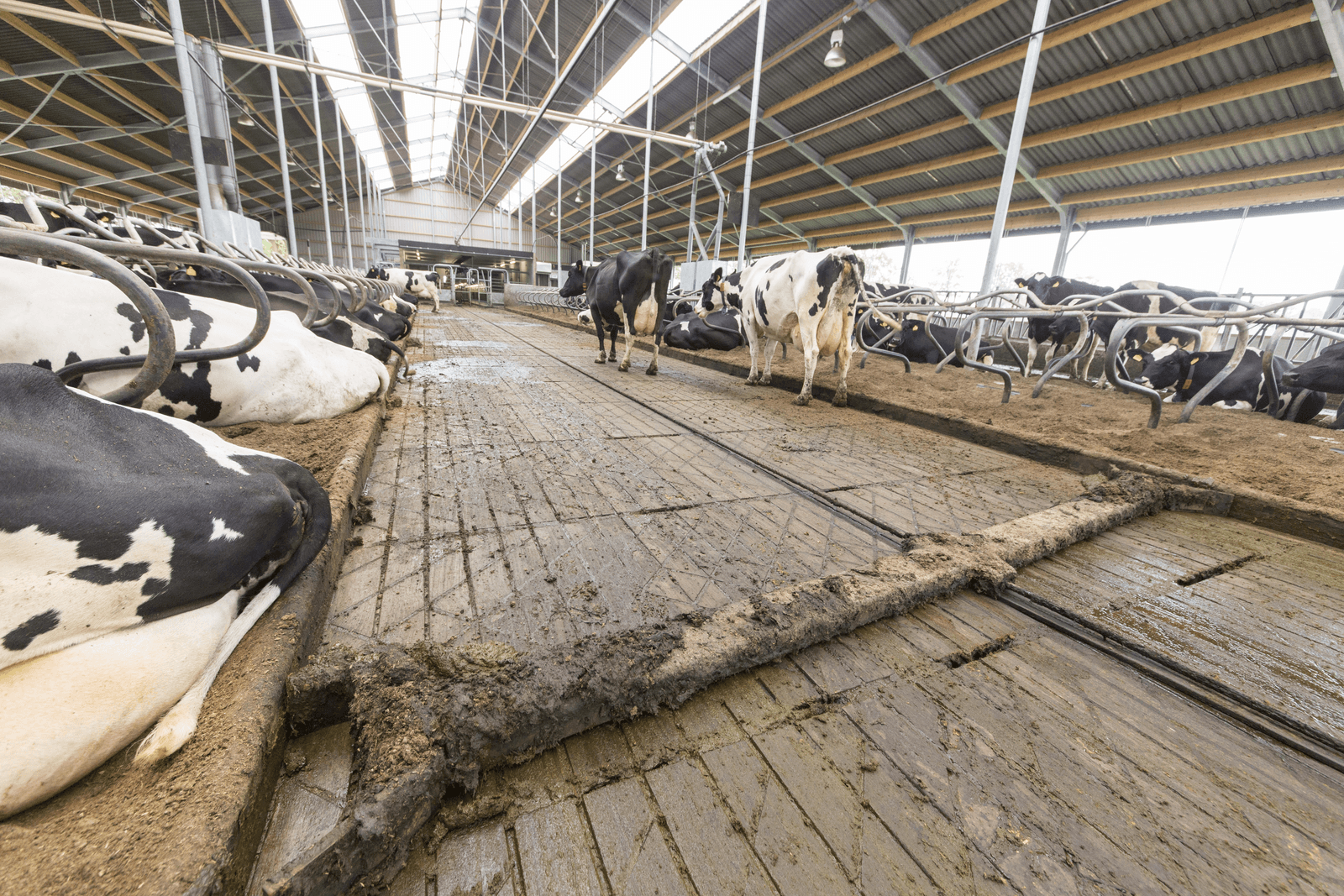 Foto: Koos Groenewold
