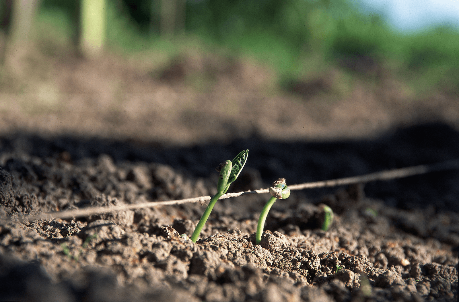 Genoeg grond voor biomassa én voeding