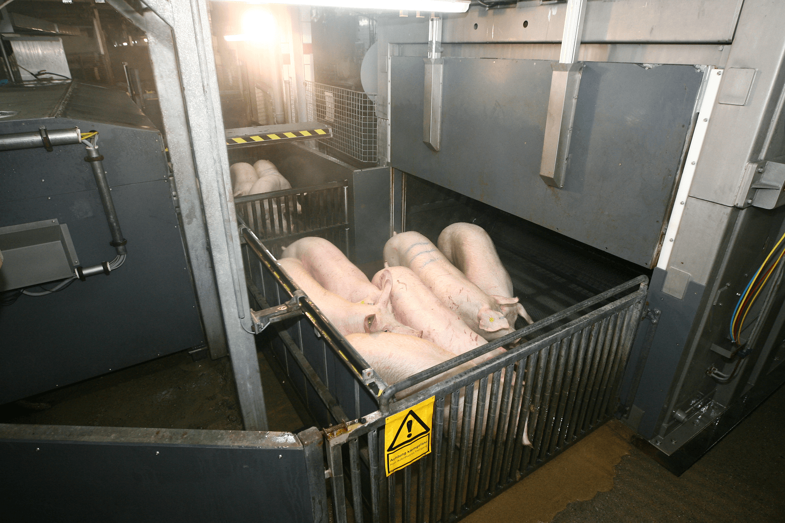 CO2-bedwelming bij slacht in de ban