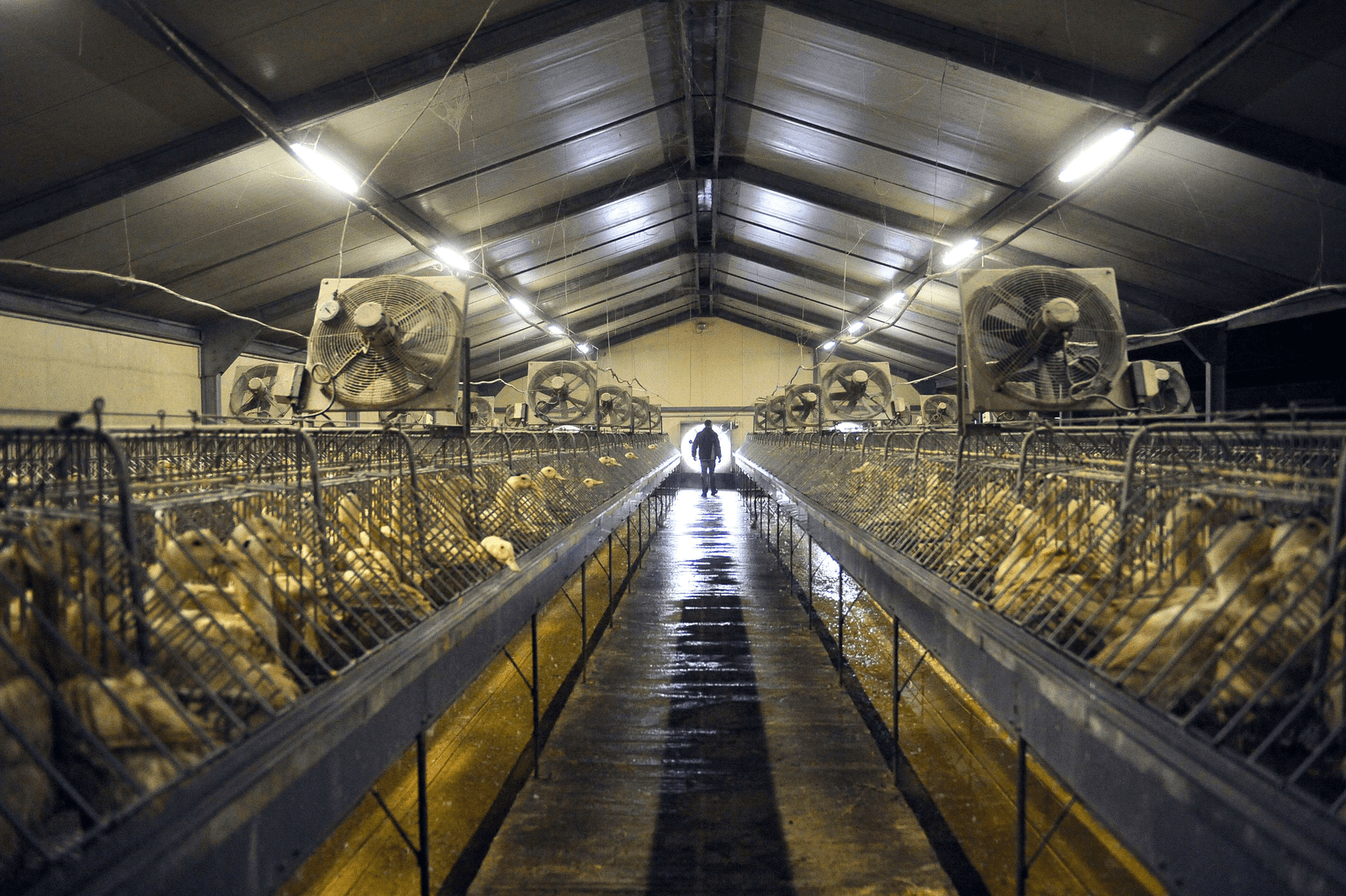 Een Franse eendenhouderij. De dieren zijn bestemd voor de productie van foie gras. Foto: ANP