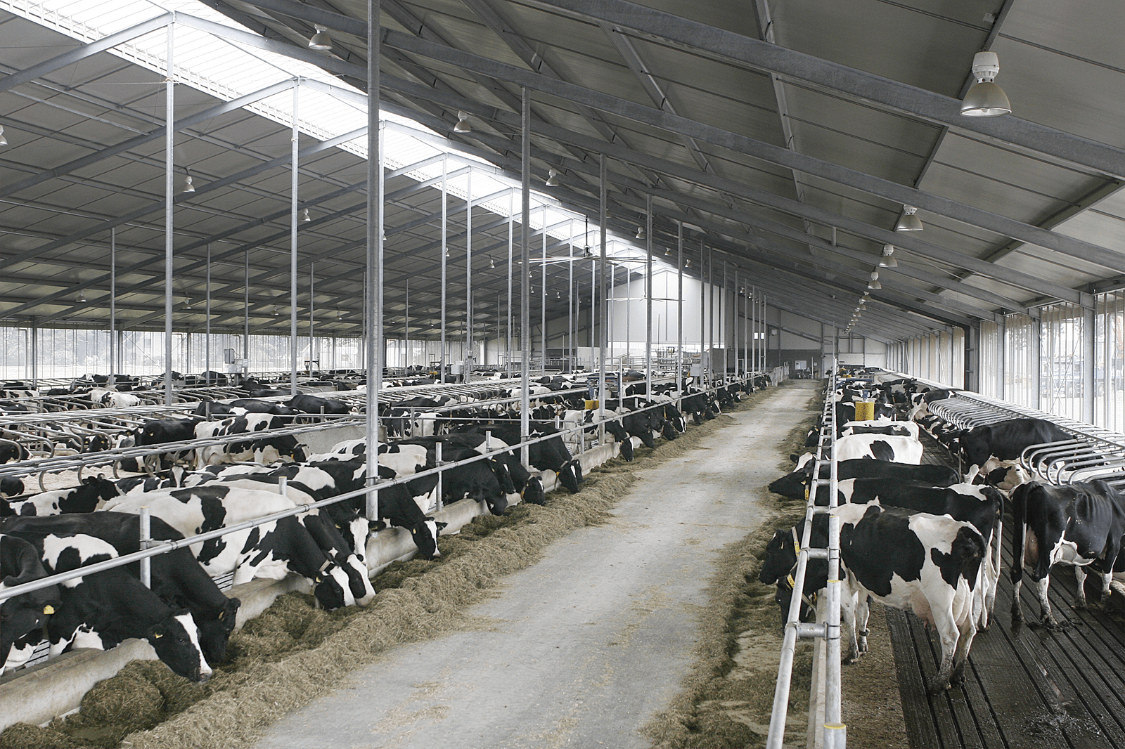 De stallen staan nu vol met melkkoeien, omdat er onduidelijkheid is over de fosfaatrechten. Foto: Optima