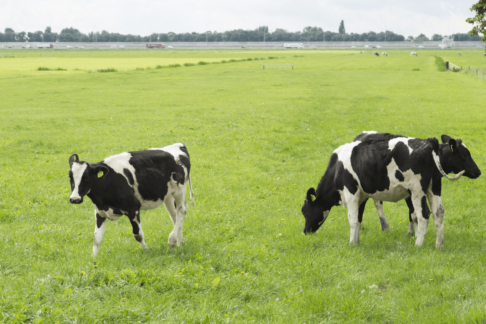 Foto: Koos Groenewold
