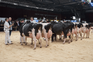 Top zwartbont imponeert tijdens HHH-show