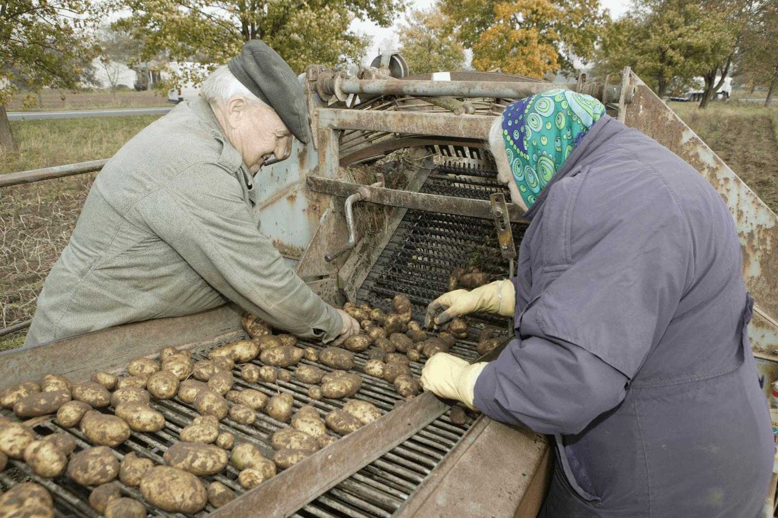 Aardappeloogst in Polen. Veel van de Poolse aardappelen worden verwerkt in veevoer op het bedrijf of worden bereid in de eigen keuken. Foto: Henk Riswick