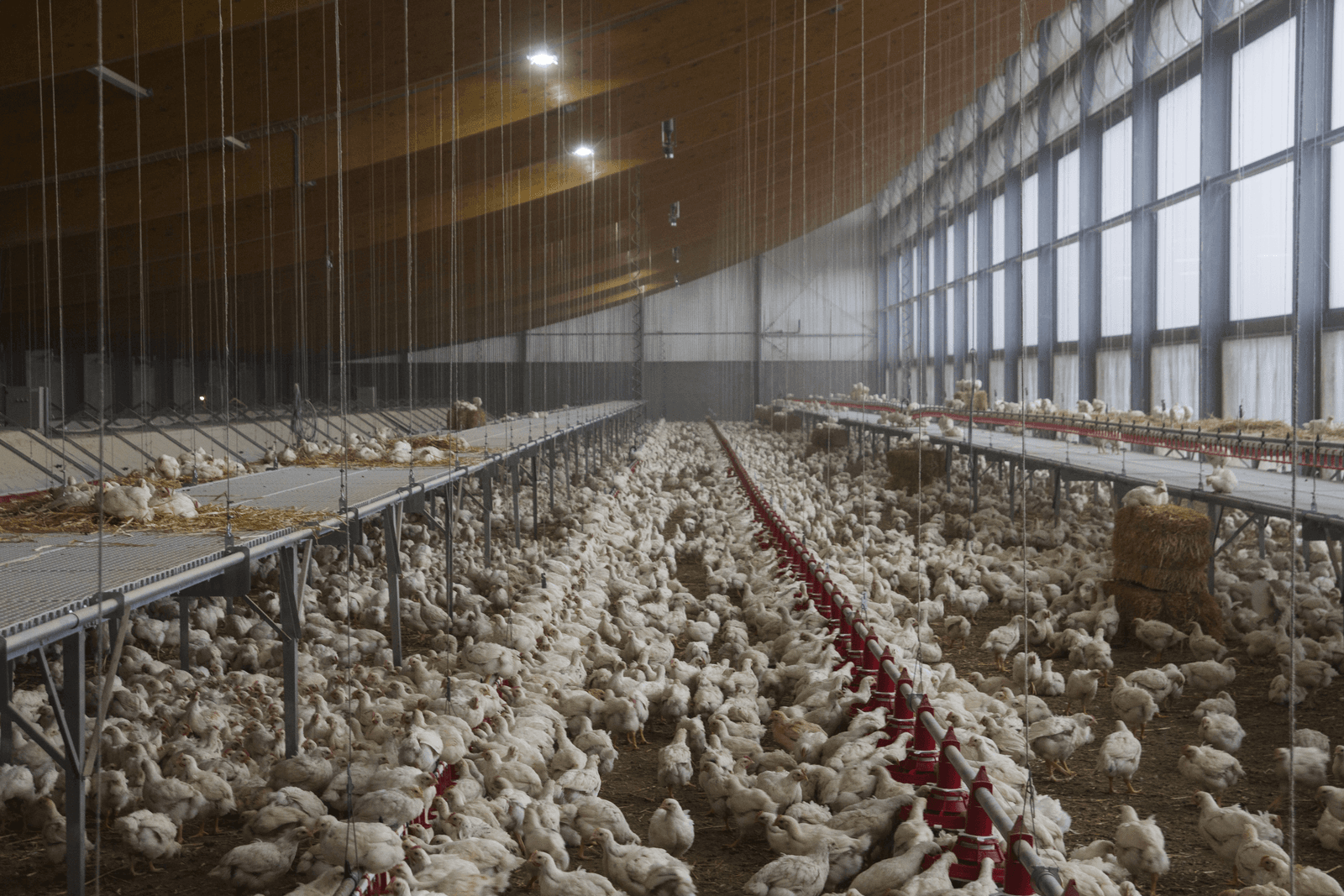 Energie besparen in diervriendelijke stal