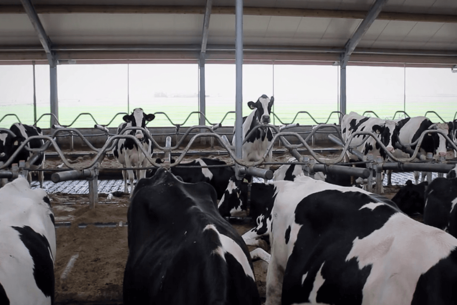 Dierenwelzijn en arbeidsgemak in nieuwe stal