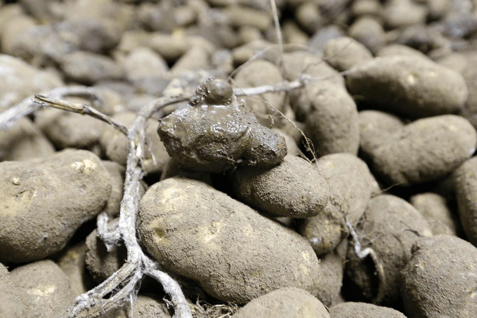 Dagelijks aardappelen controleren