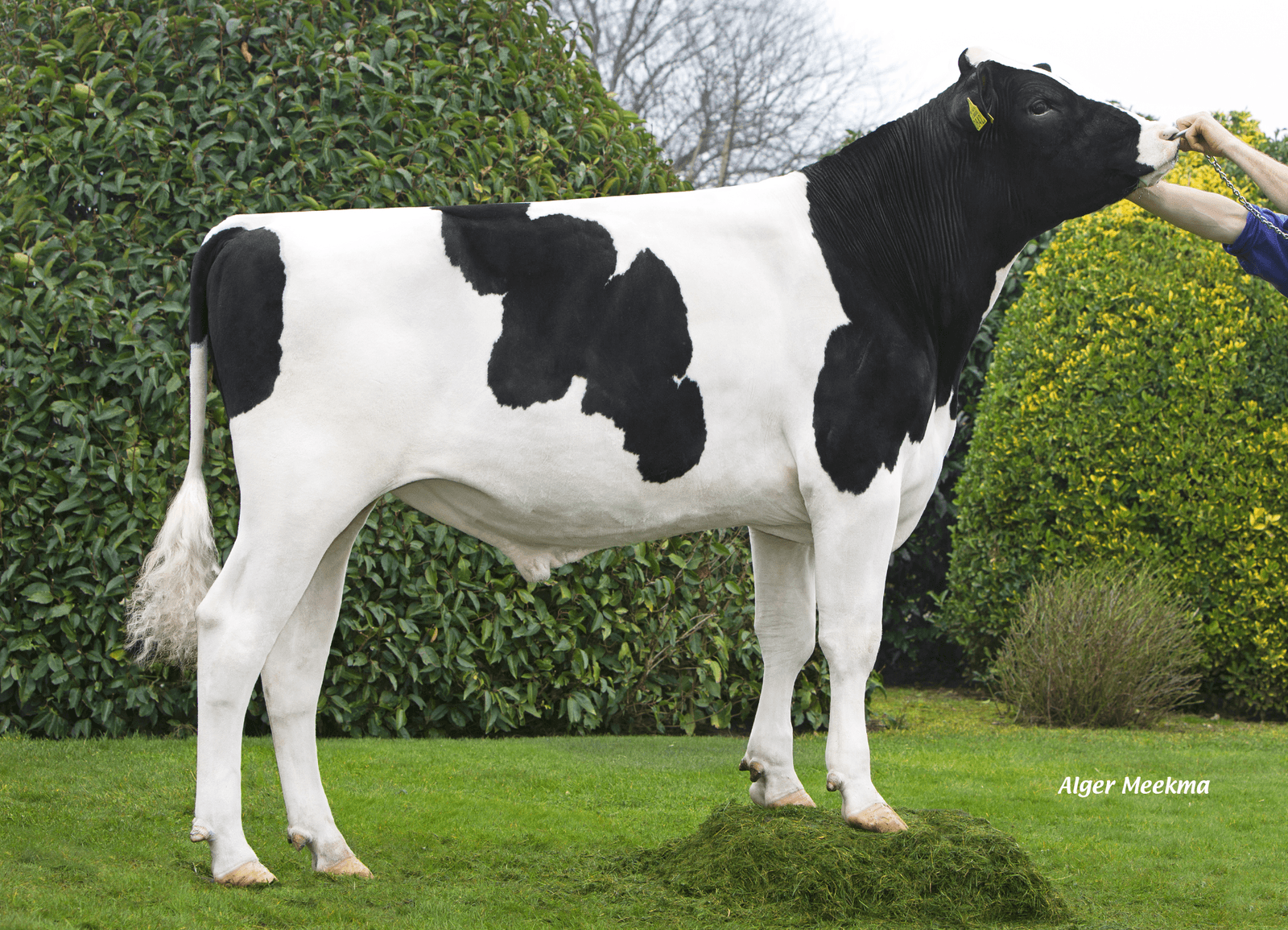 Geronimo RF heeft de aAa-code 561 en is daarmee passend bij veel Holsteins. Foto: Alger Meekma