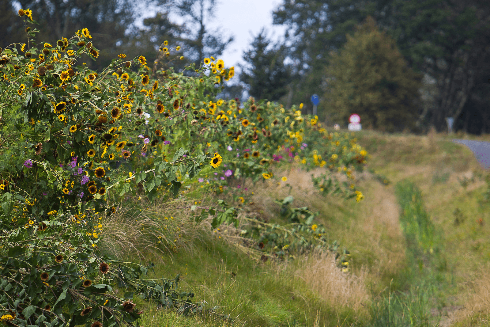 Een bloeiende akkerrand langs een landbouwperceel. Geert de Snoo ziet daarvoor graag meer ruimte. Foto: Peter Roek