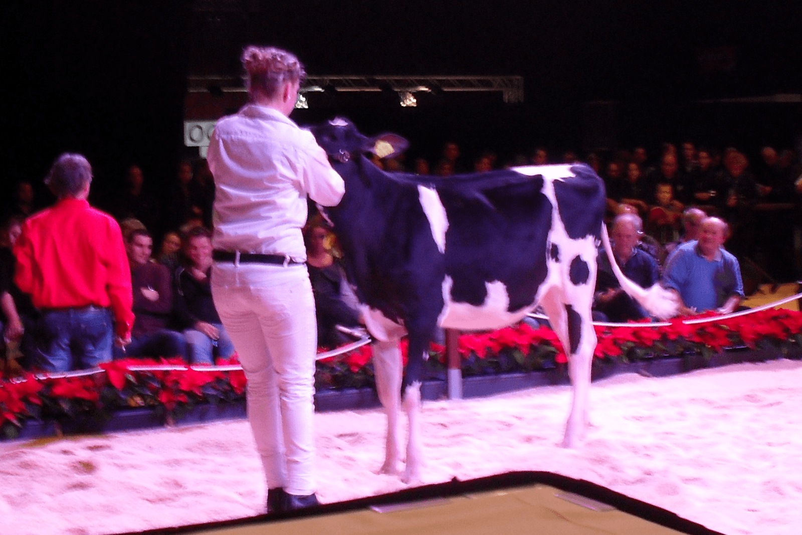 Holec Joki RC P bracht ¬ 34.000 op tijdens de Tulip Holstein Sale. Foto: Wijnand Hogenkamp