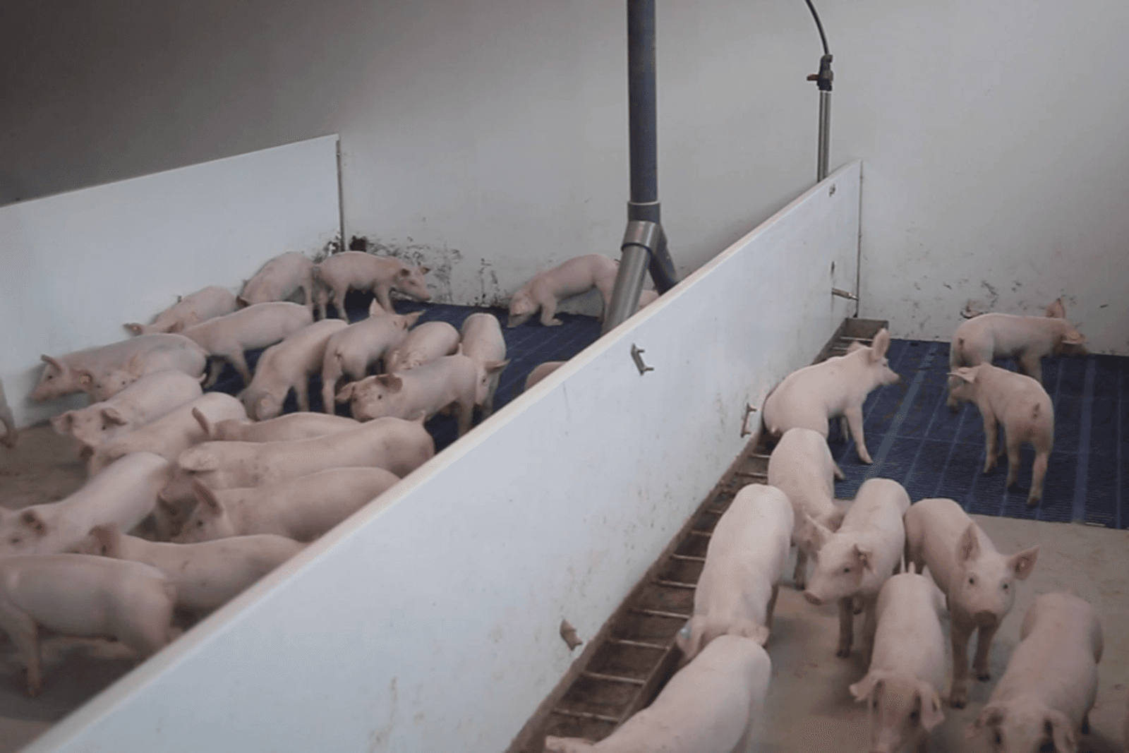 Energiezuinige biggenstal met fermentatie