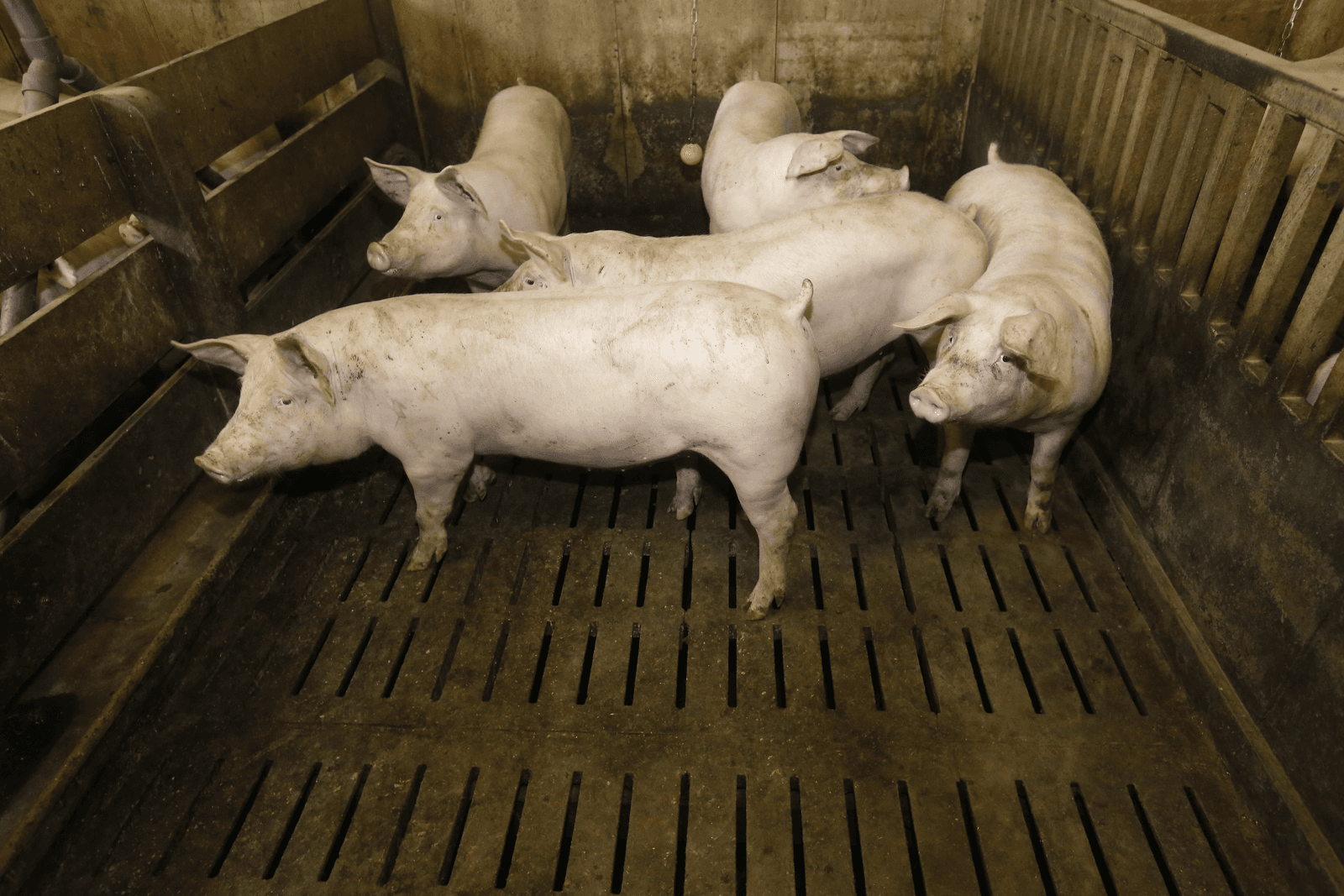 Geen subsidie PIT-varkenshouders in 2016