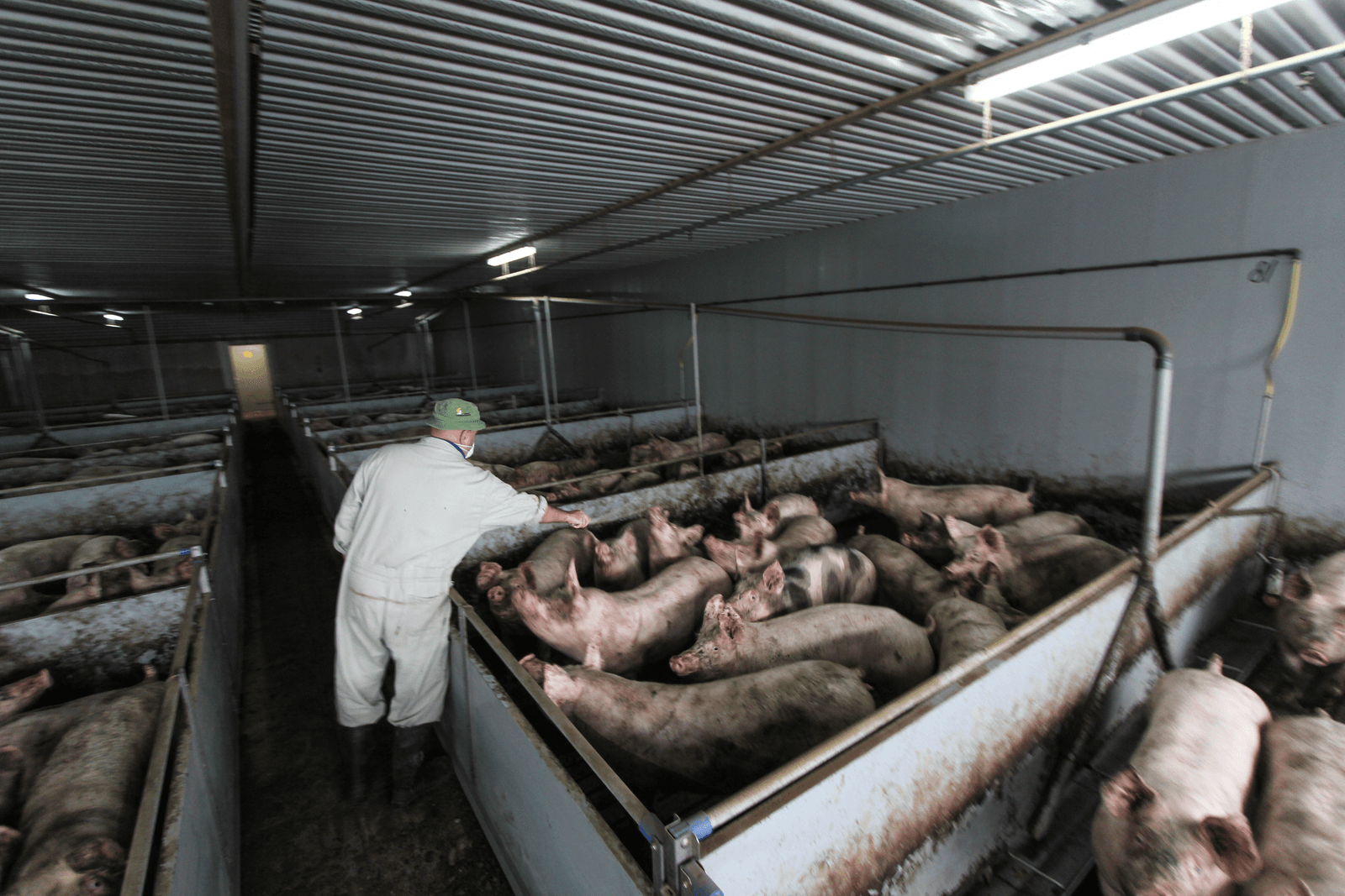 De crisis in de varkenshouderij leidt tot een krimpend personeelsbestand. Niet niet elke varkenshouder met medewerkers kan ze allemaal aanhouden. Foto: Matthijs Verhagen