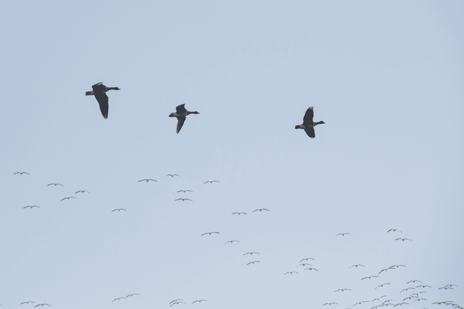 Foto: Koos Groenewold