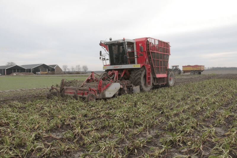 Cichorei nog vrij schoon uit de grond