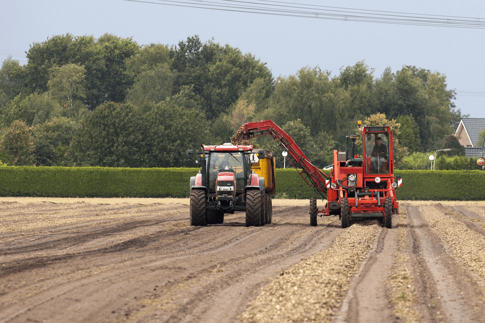 Uien aflandpool Agrifirm levert ¬ 13 per 100 kilo op