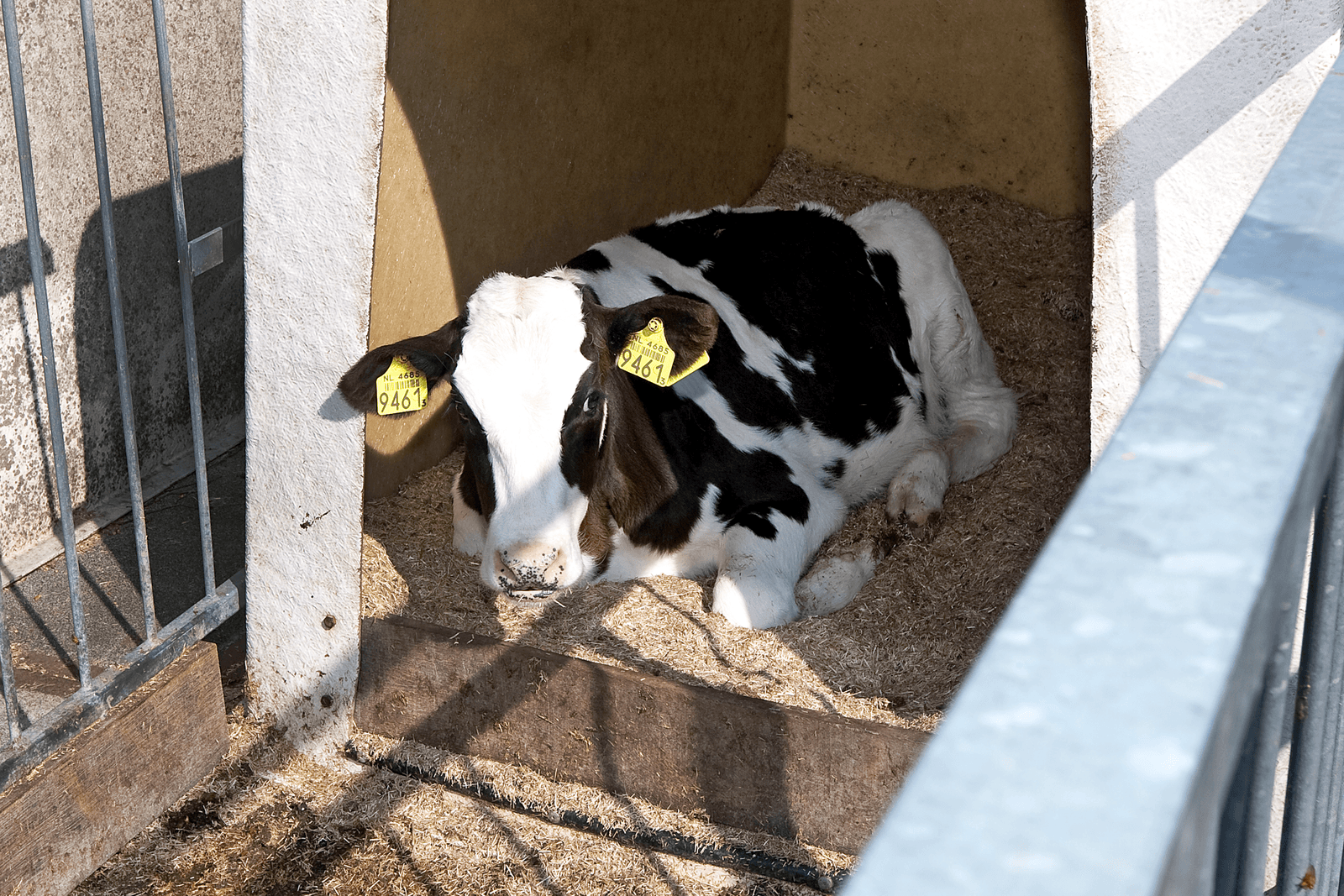 De Gezondheidsdienst voor Dieren heeft een nieuwe aangeboren afwijking aan de kop van kalveren gevonden en gemeld. Een gemeenschappelijke factor/oorzaak is nog niet gevonden. Met het kalf op de foto is, voor alle duidelijkheid, overigens niet mis. Foto: Ronald Hissink