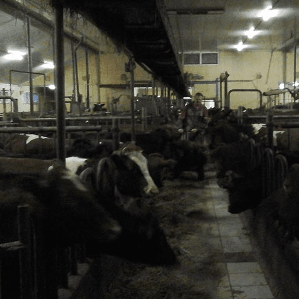 Verhuizing (3): Appeltaart en melkrobot met kuren