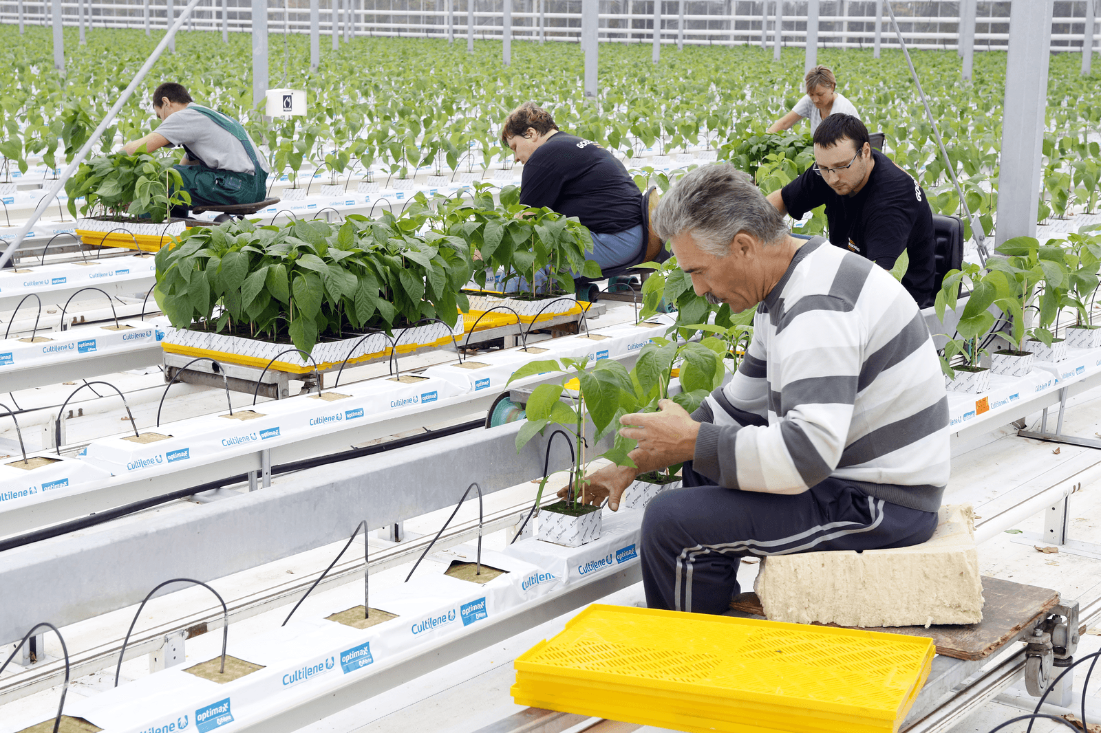 'Teelt uit grond schoner dan biologisch'
