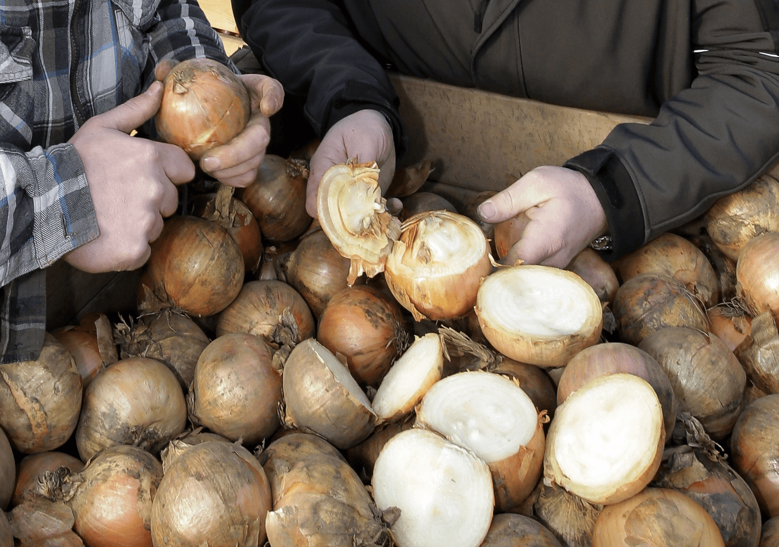 De kwaliteit van uien is gemiddeld minder. Het prijsniveau is desondanks hoog dit seizoen. Foto: Ruud Ploeg