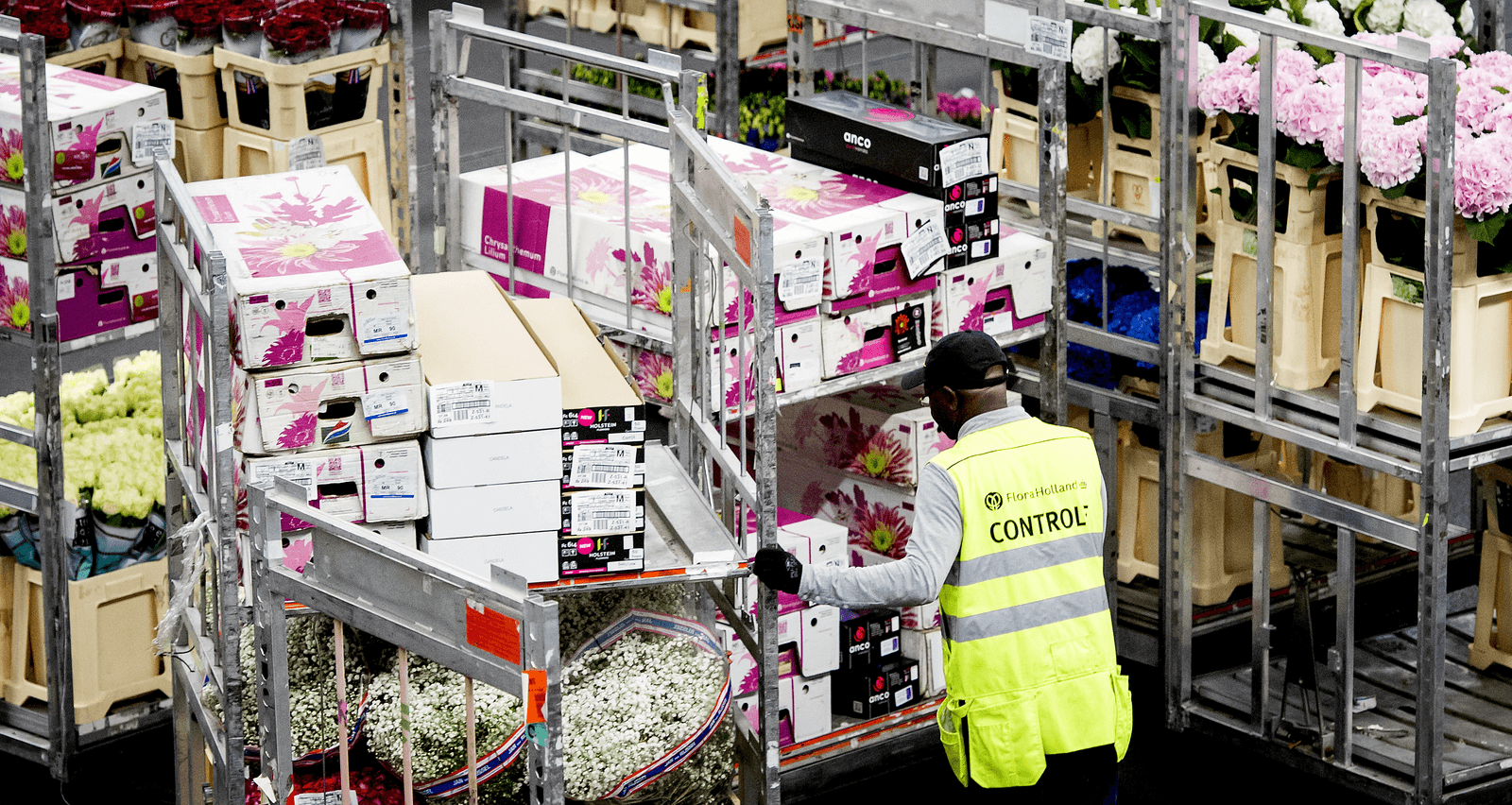 Bloemenveiling FloraHolland. Foto: ANP