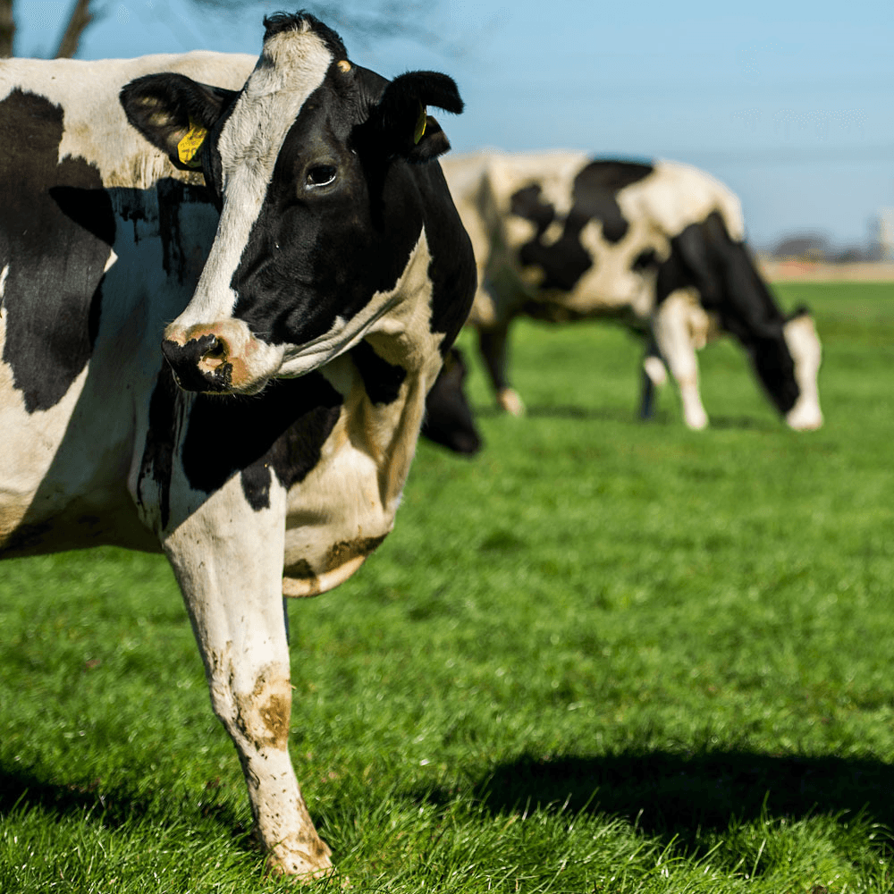 Weidemelklogo ook op buitenlandse zuivel