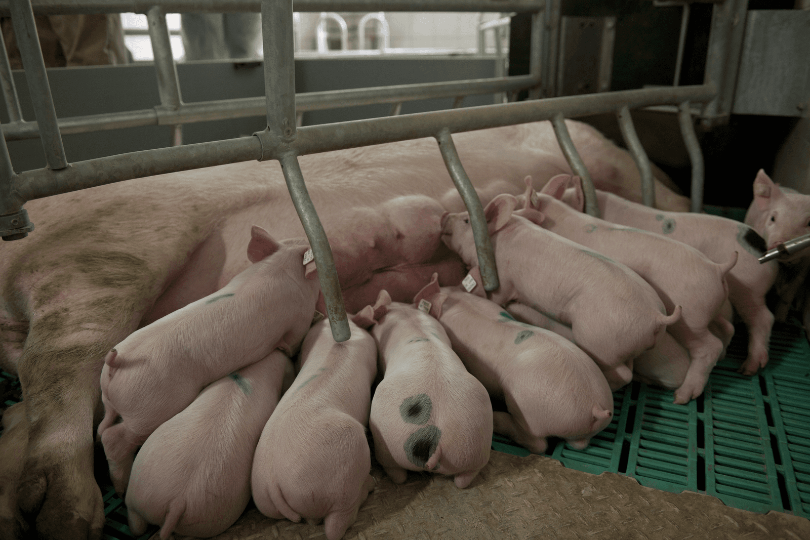 Van Asten pleit voor minimaal 25 dagen zoogtijd. Foto: Mark Pasveer