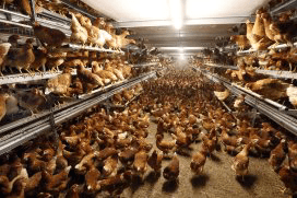 AVINED informeert pluimveehouders over monitoring