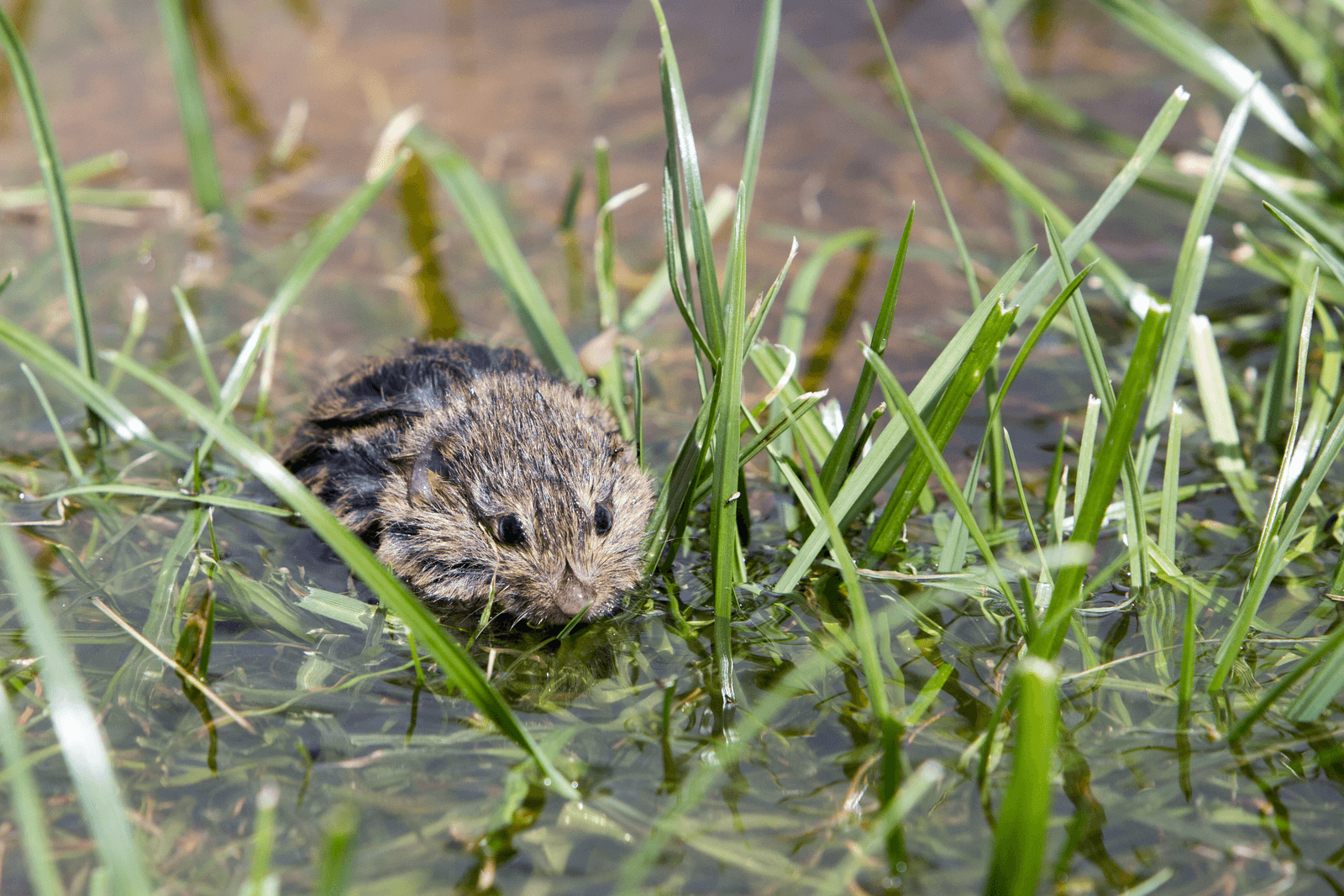 Foto: Anne van der Woude