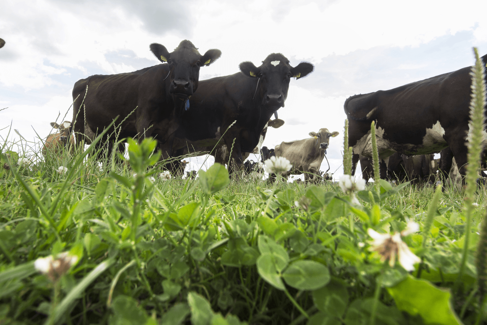 Foto: Koos Groenewold