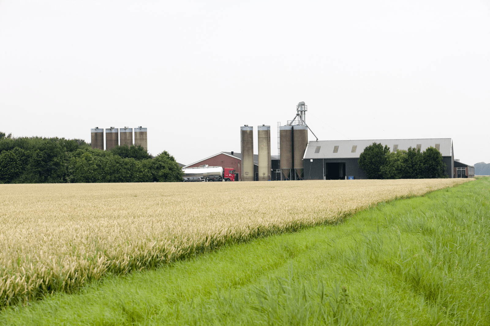 Een varkensbedrijf in het uitgestrekte Groningse landschap. Het provinciebestuur wil de sector verder aan banden leggen. Foto: Jan Willem van Vliet