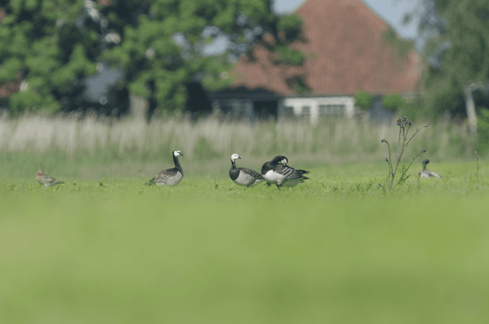 Foto: Hans Hut