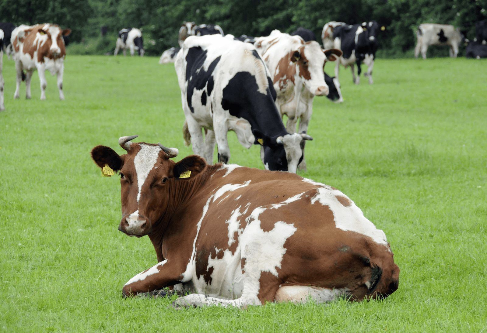 Biologische roodbonte en zwartbonte koeien met hoorns in de weide. Foto: Marten Sandburg Fotografie