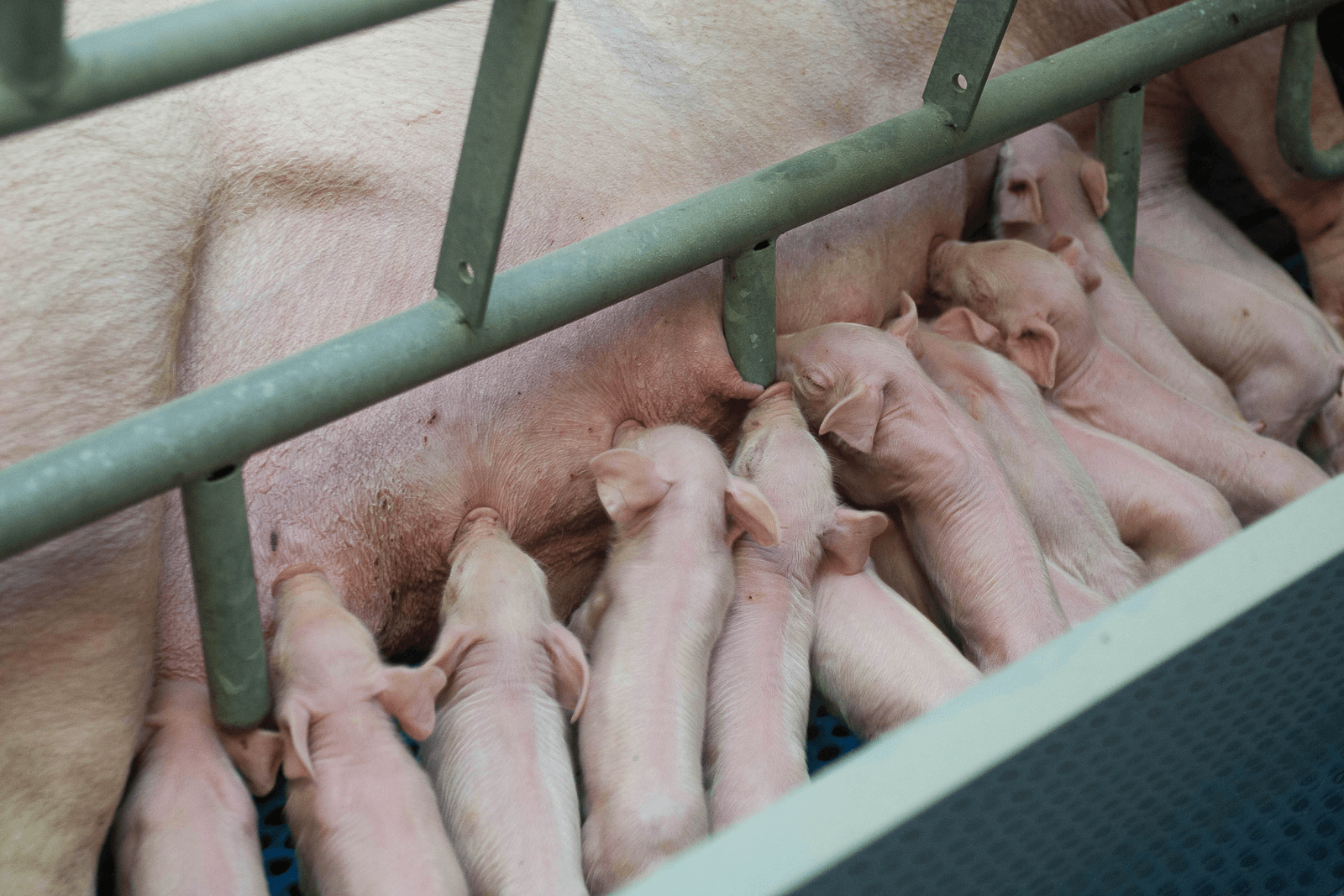 Moedermelk is de belangrijkste voedingsbron voor biggen.<br />Foto: Ronald Hissink