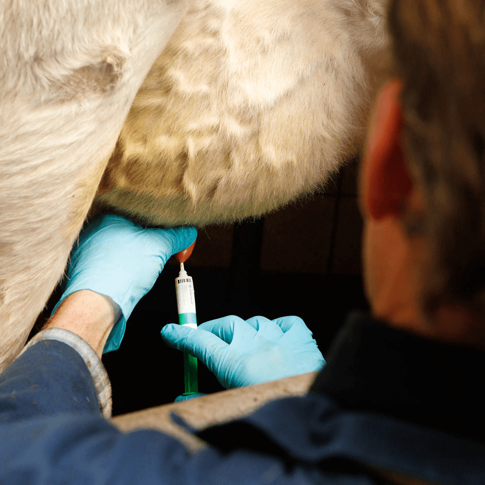 Reductie antibiotica bij melkvee op goed spoor