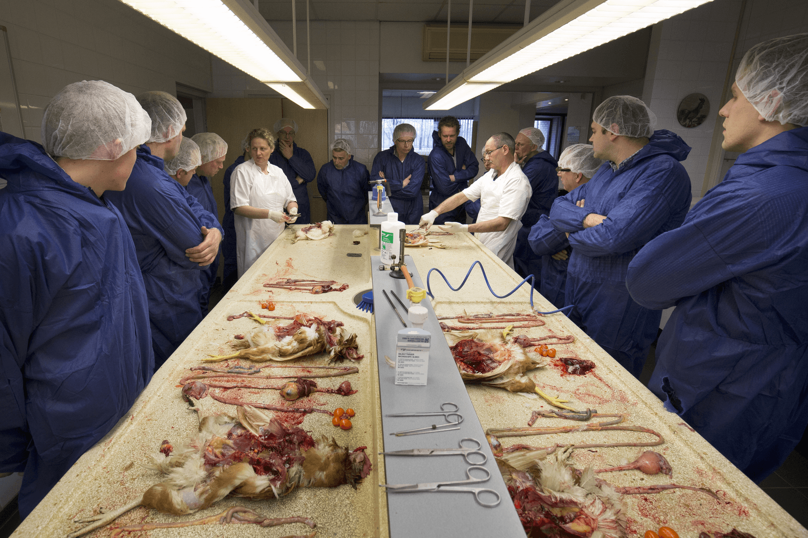 Pluimveedierenarts Rutger Jansen van ForFarmers Hendrix demonstreert hoe de hardheid van de maagspier van een leghen getest kan worden in het kader van de maagscore. Foto: Jan Willem van Vliet