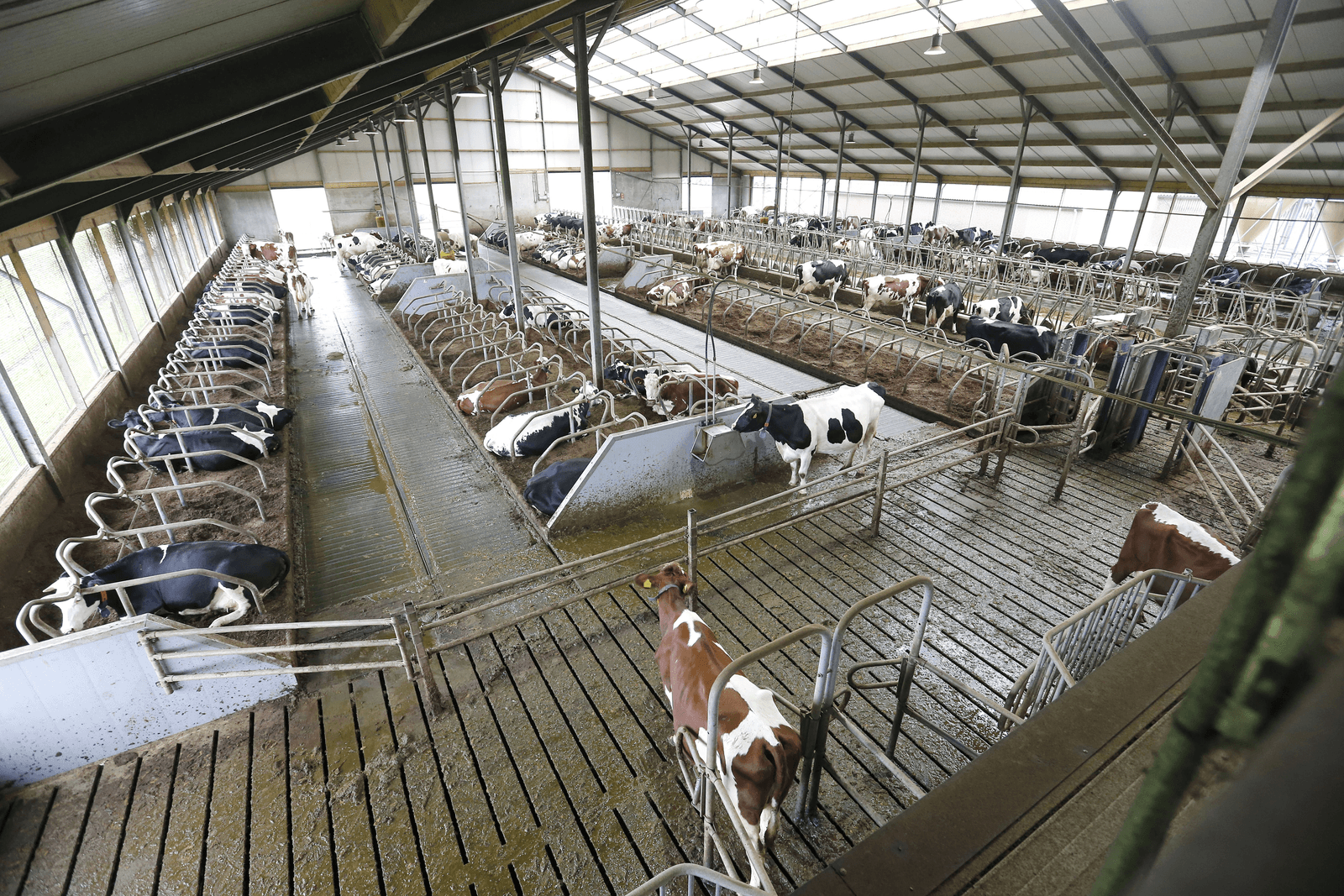 Van eierschalen naar paardenmest