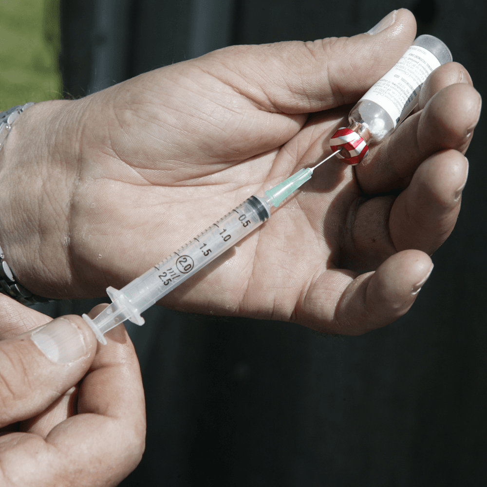 Een injectiespuit wordt gevuld met PMSG. Foto: Jan Willem Schouten
