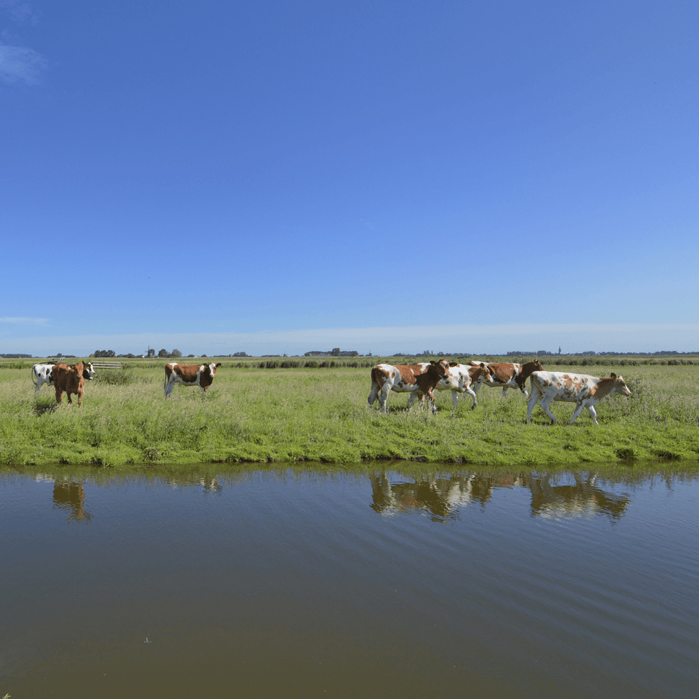 Foto's: Hans Hut