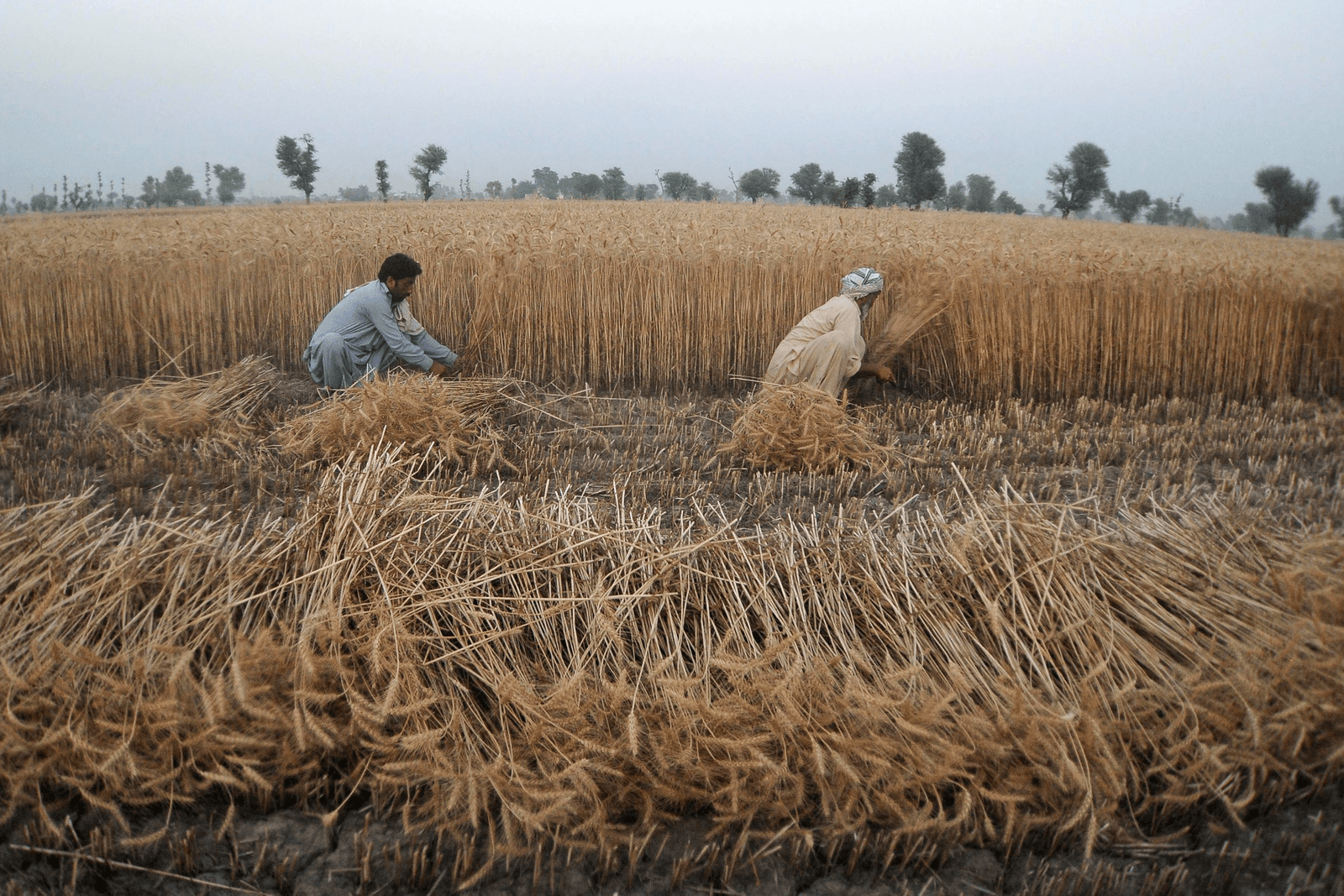 Graanoogst in Pakistan. Foto: ANP