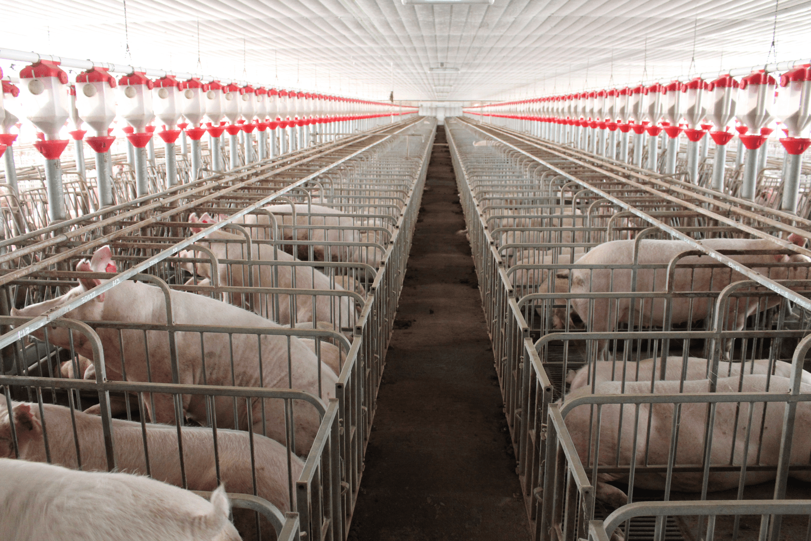 Cavite Pig City: Filipijnse varkensstad