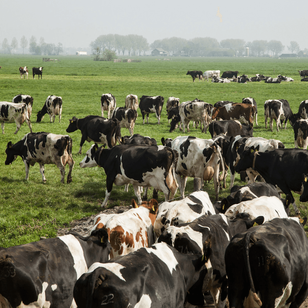 Foto: Herbert Wiggerman