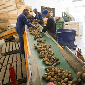 Behoefte aan eenduidige aardappelnotering